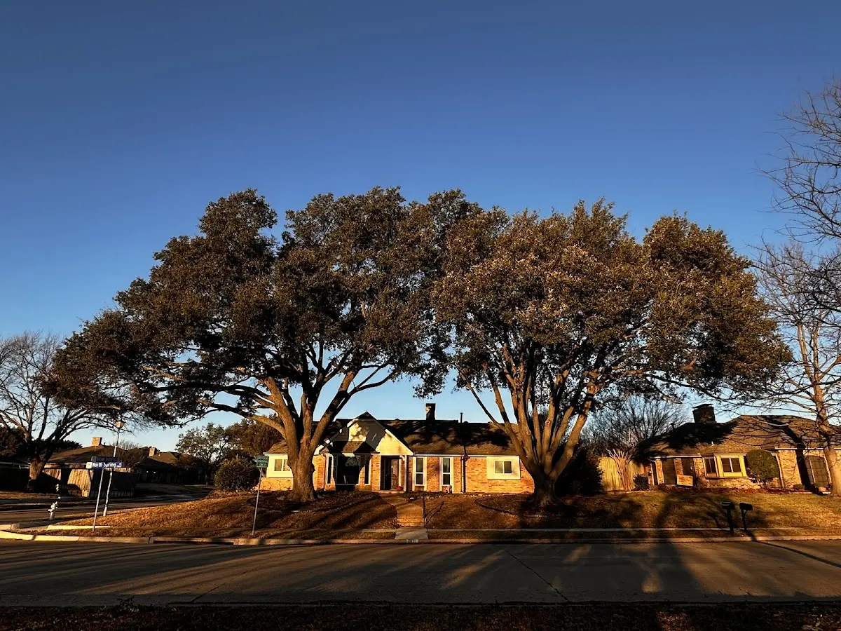 Established residential canopy tree shading a home in Wingdale